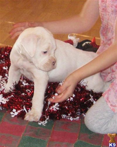 Boxer Puppies for Sale